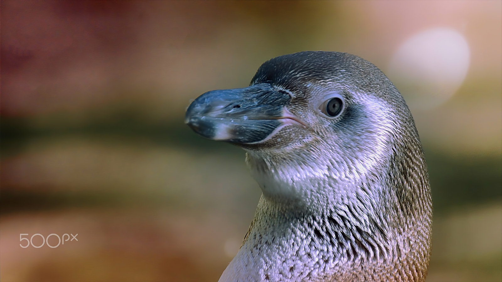 Tamron SP 70-300mm F4-5.6 Di USD sample photo. Humboldtpinguin photography