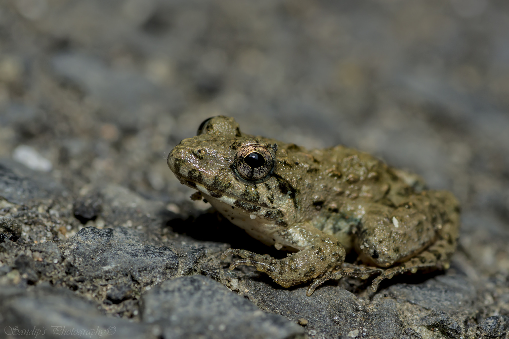 Canon EOS 600D (Rebel EOS T3i / EOS Kiss X5) + Tamron SP AF 90mm F2.8 Di Macro sample photo. Rana tigrina: juvenile.... photography