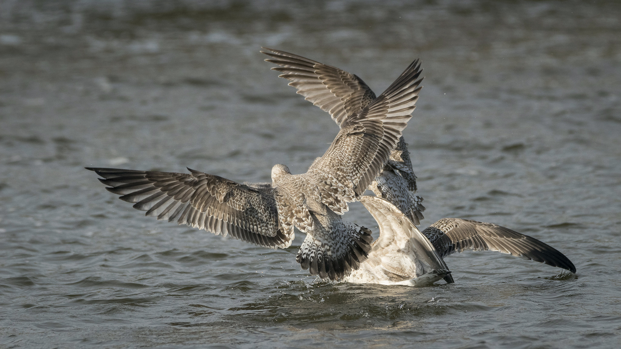 Tamron SP 150-600mm F5-6.3 Di VC USD sample photo. 020.jpg photography