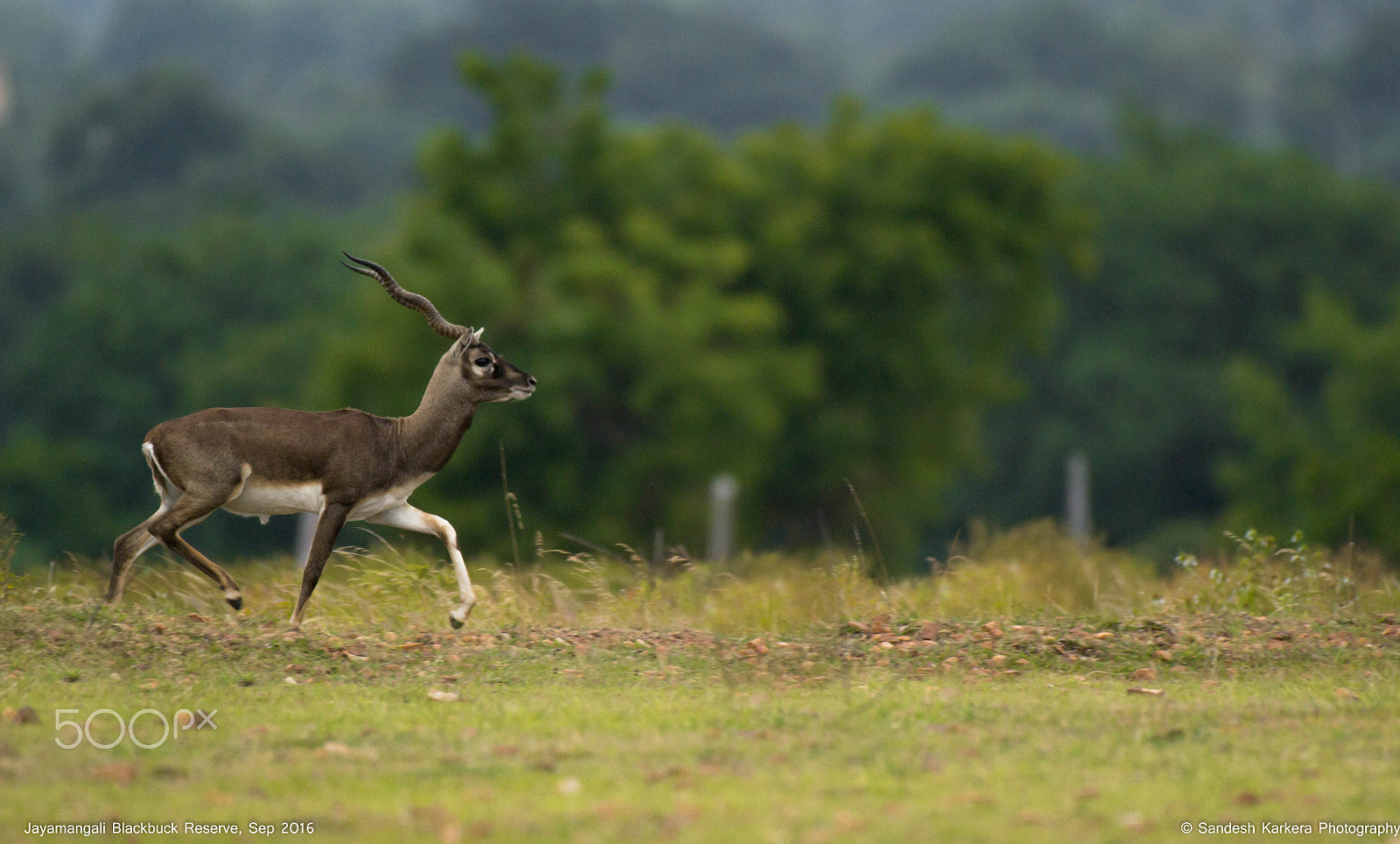 Nikon AF-S Nikkor 200-500mm F5.6E ED VR sample photo. Black buck from jayamangali black buck reserve photography