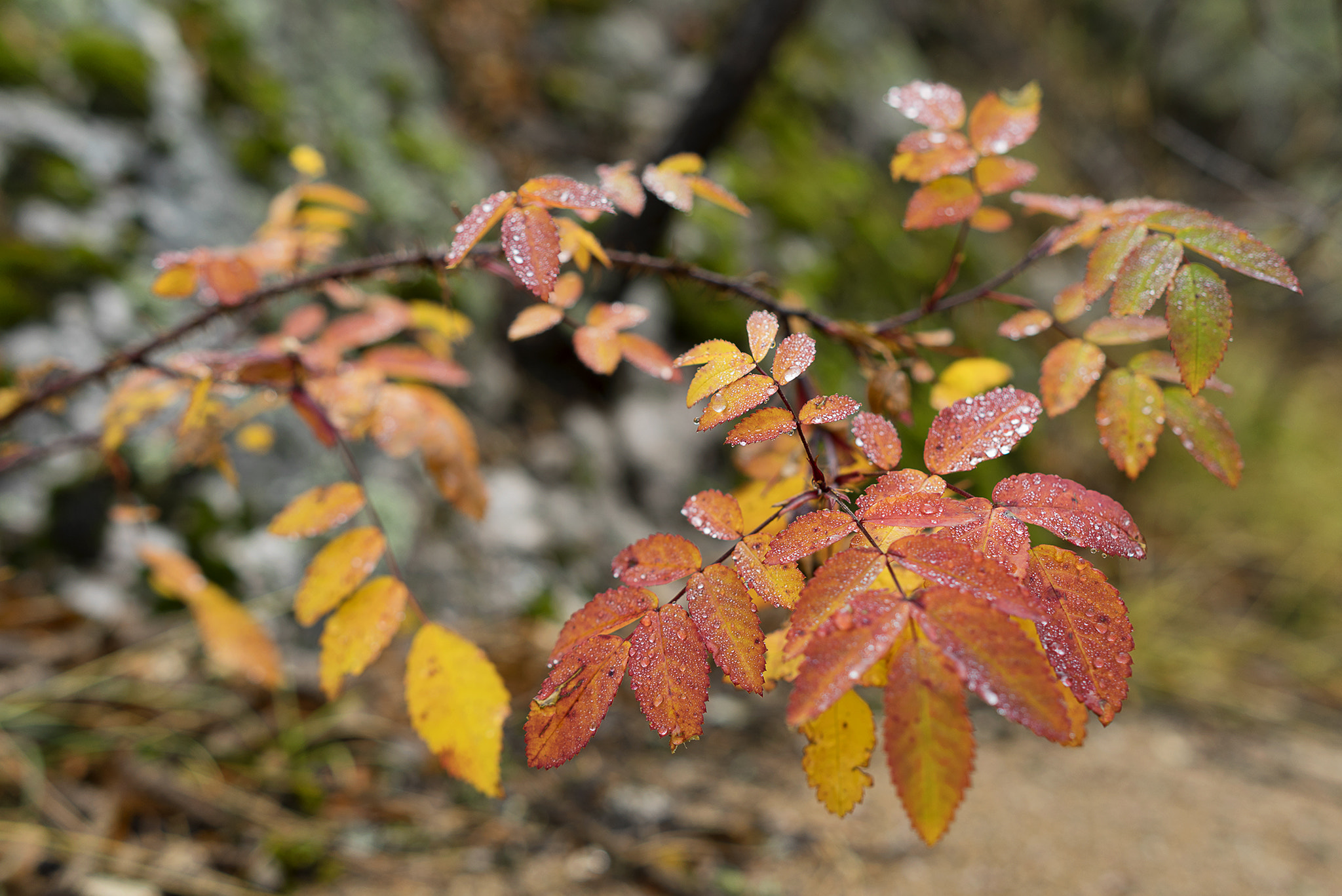 Sony a7R sample photo. Fall leaves photography