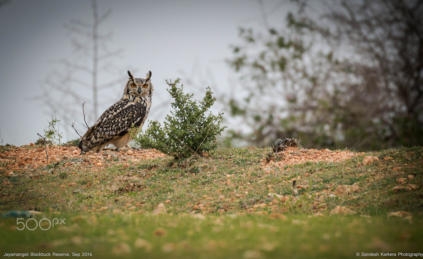 Nikon AF-S Nikkor 200-500mm F5.6E ED VR sample photo. Indian eagle-owl, jayamangali black buck reserve photography