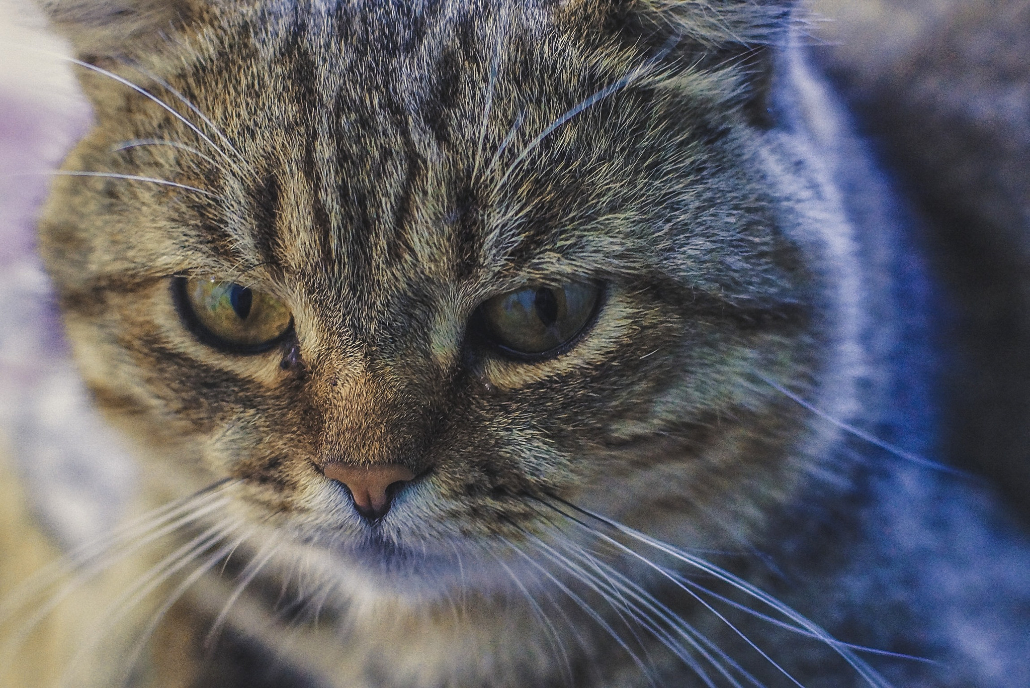 Minolta AF 50mm F1.4 [New] sample photo