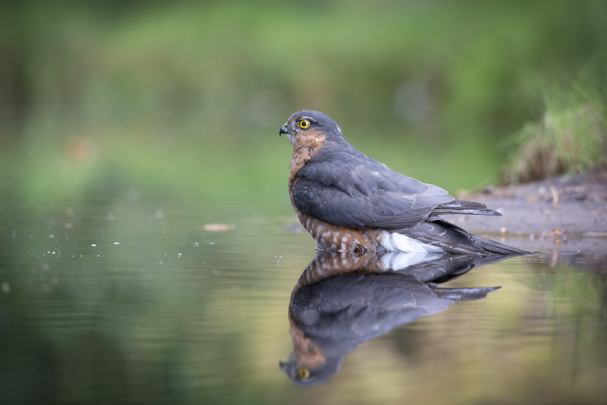 Nikon D800 + Nikon AF-S Nikkor 300mm F4D ED-IF sample photo. Sparrow-hawk photography