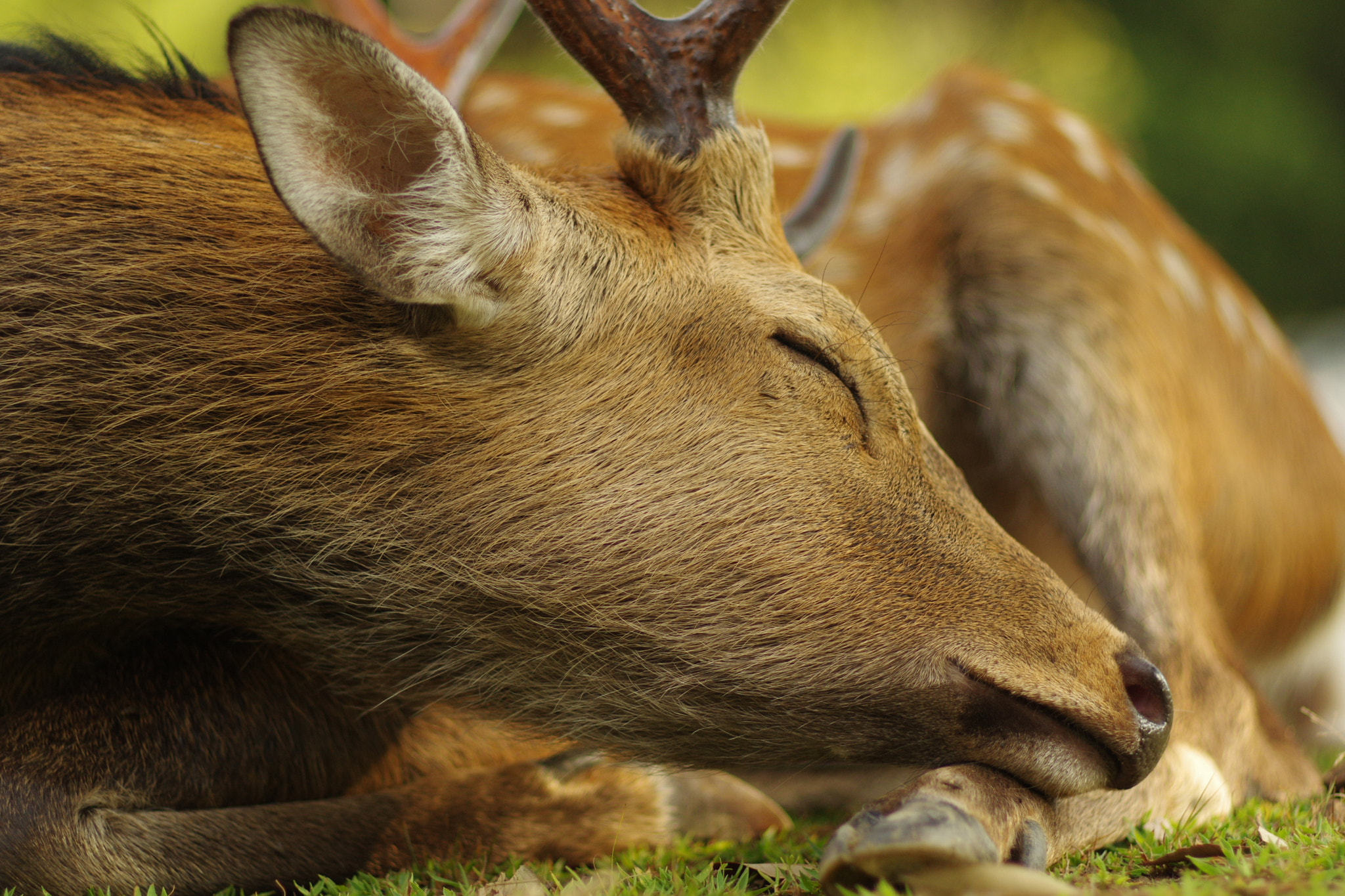 Pentax K-3 sample photo. Sleeping deer photography