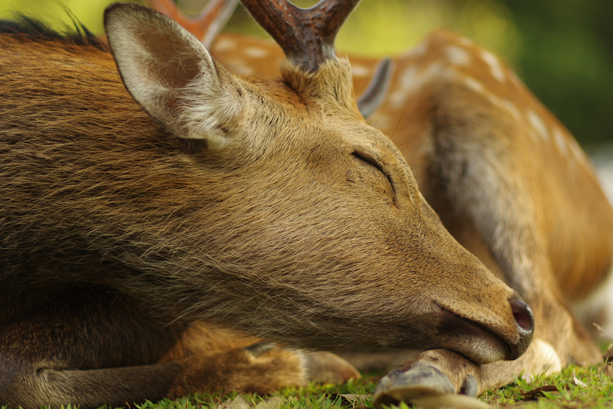 Pentax smc FA 77mm 1.8 Limited sample photo. Sleeping deer photography