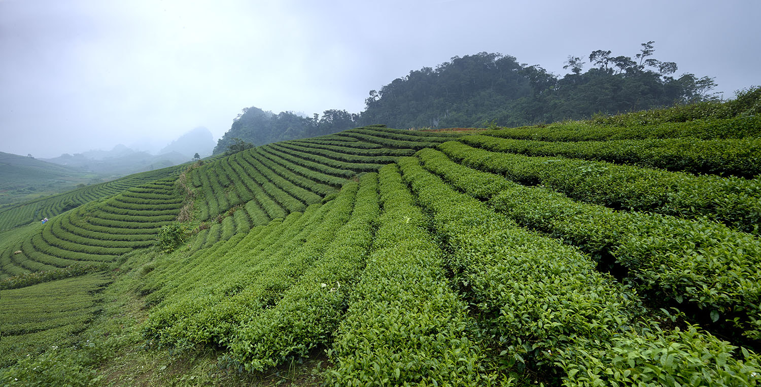 Phase One IQ260 sample photo. Tea plantations moc chau vietnam photography