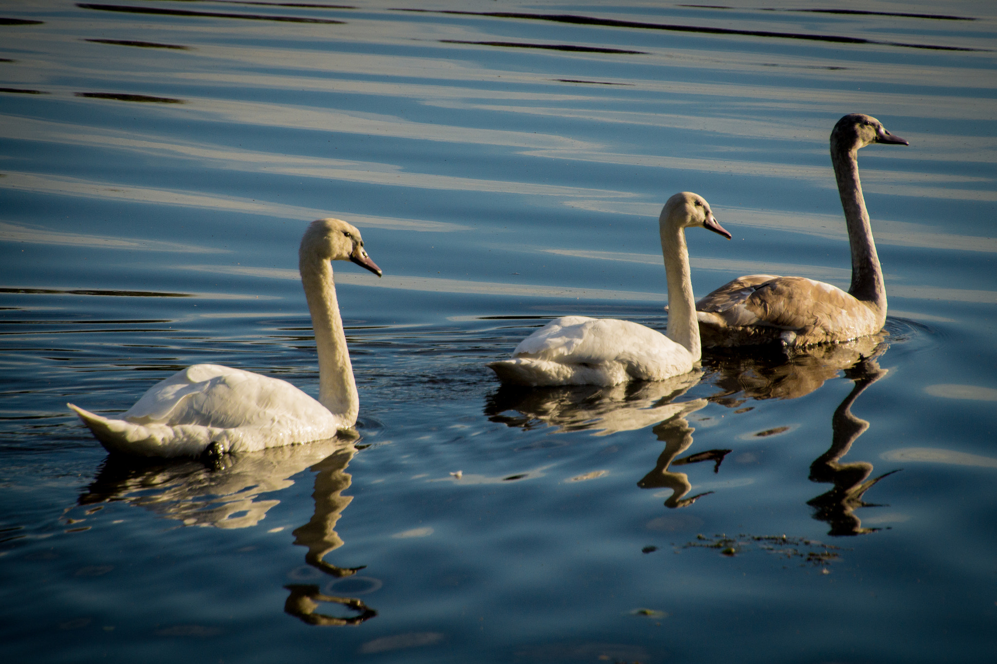 Tamron 16-300mm F3.5-6.3 Di II VC PZD Macro sample photo. Swan family photography