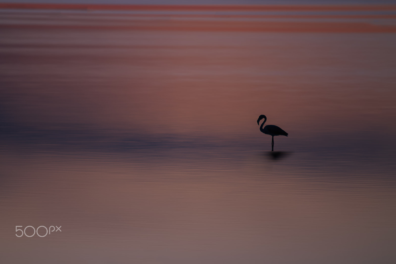 Sigma 70-200mm F2.8 EX DG OS HSM sample photo. Flamingo in the sunset photography