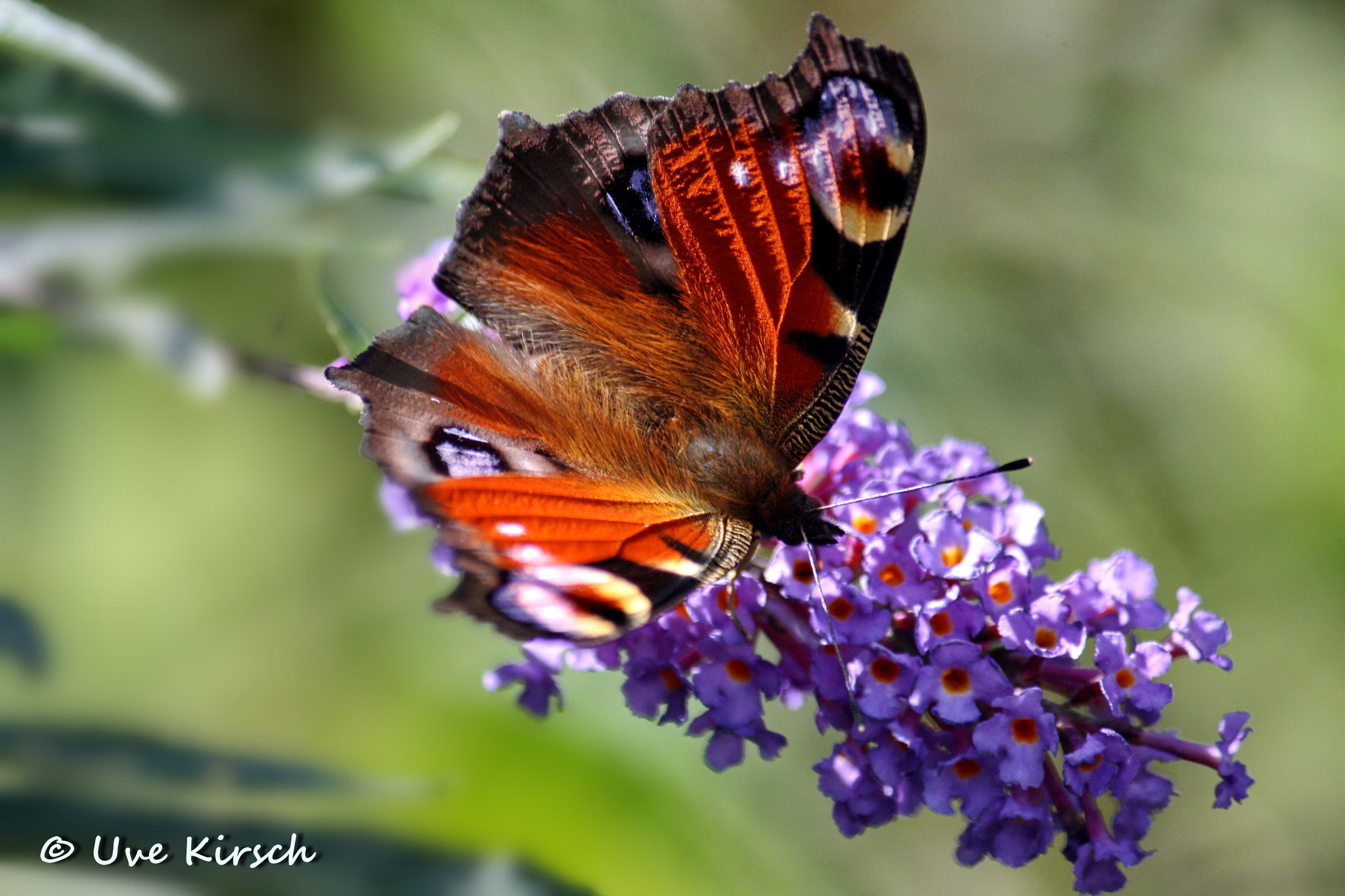 Canon EF-S 55-250mm F4-5.6 IS sample photo. Peacock butterfly in the sunlight photography