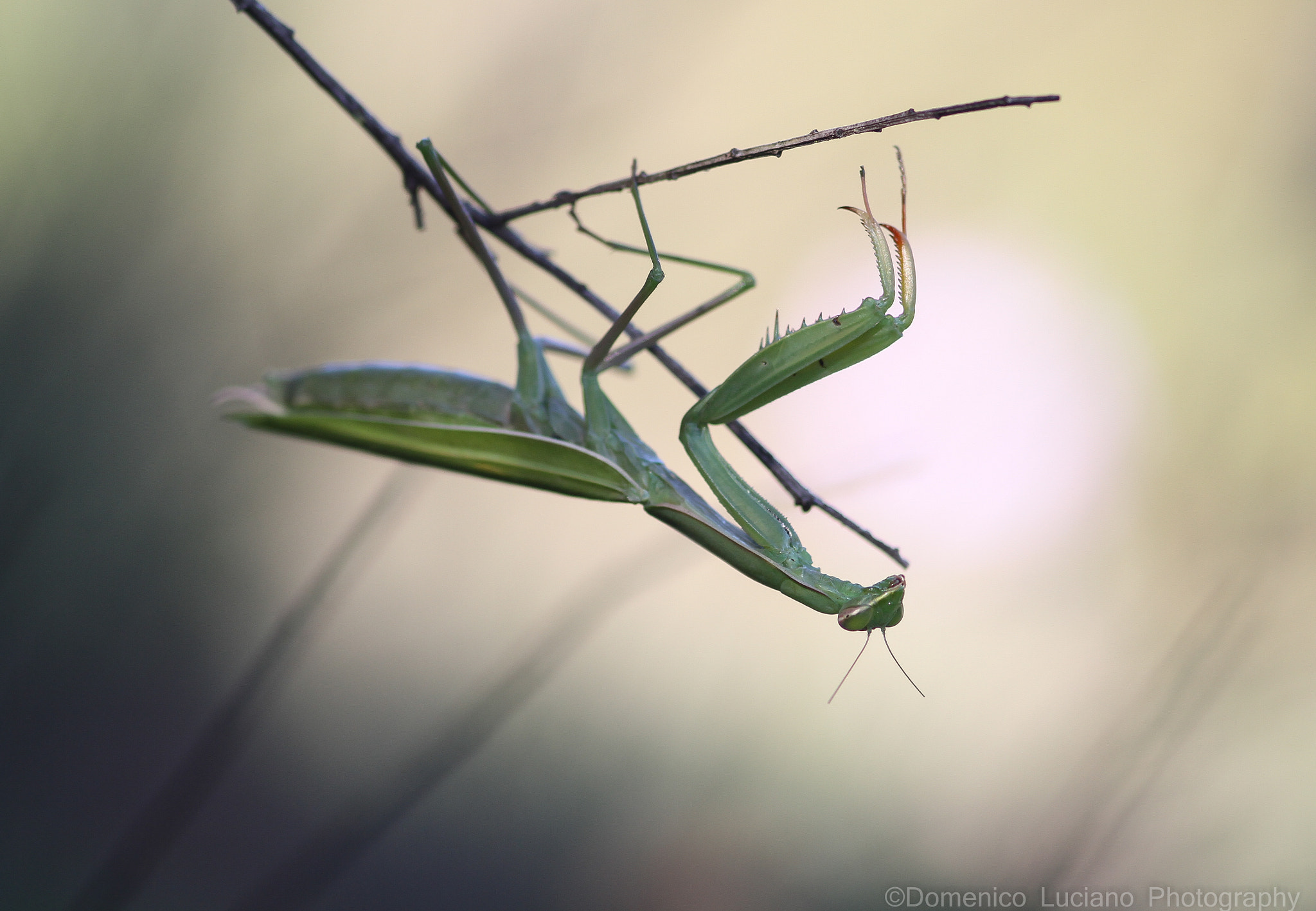 Canon EOS 7D + Sigma 105mm F2.8 EX DG Macro sample photo. Mantis religiosa photography