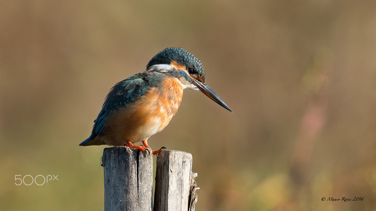 Nikon AF-S Nikkor 500mm F4E FL ED VR sample photo. Mrs kingfisher photography