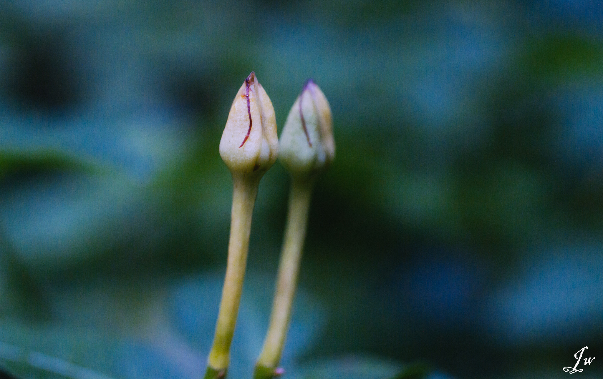 Canon EF 50mm F2.5 Macro sample photo. Marco photography