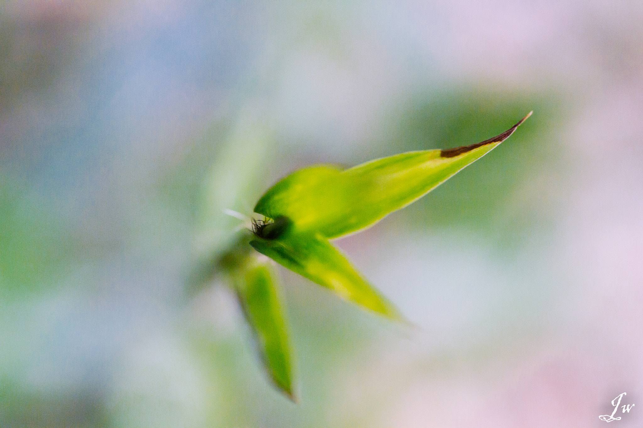Canon EF 50mm F2.5 Macro sample photo. Relive photography