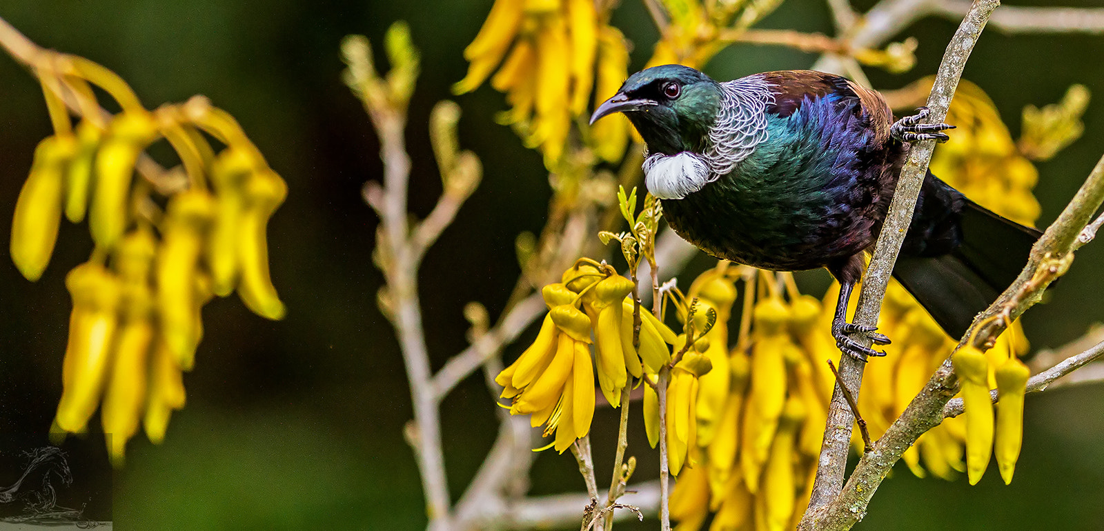 Canon EOS 7D + Canon EF 300mm F2.8L IS USM sample photo. Tui 43 photography