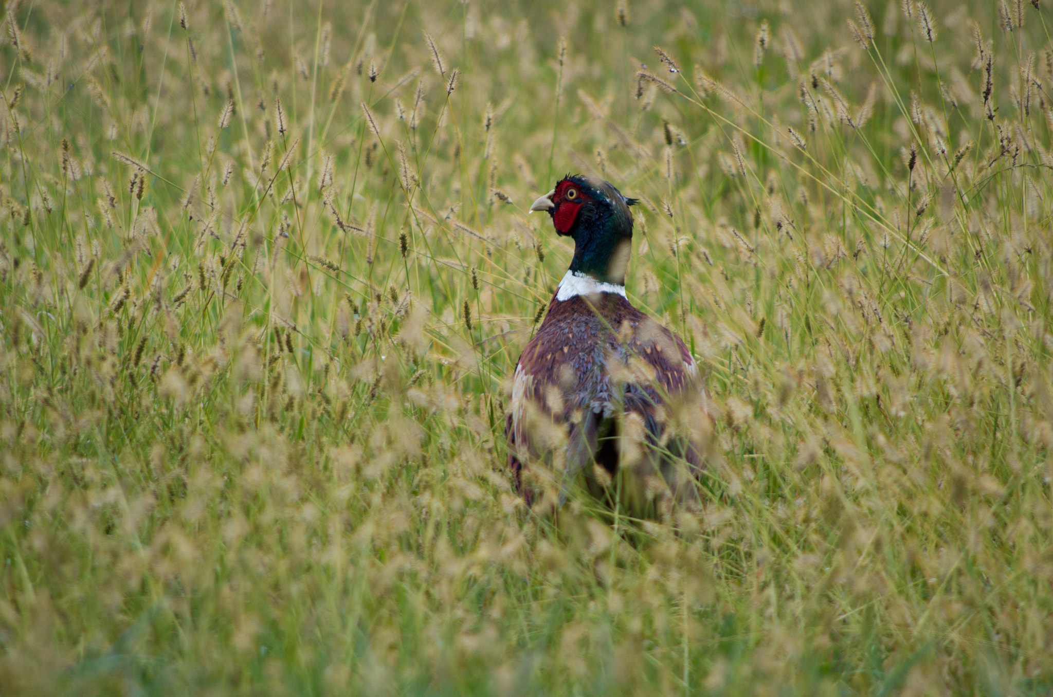Pentax K-50 sample photo. Pheasant trying to hide photography
