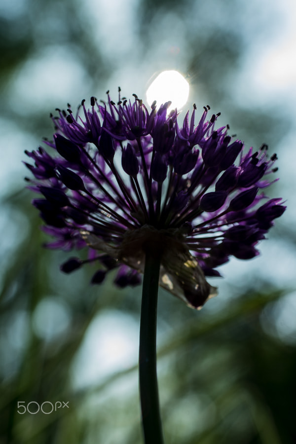 Sony a99 II + MACRO 50mm F2.8 sample photo. Soleil pourpre photography