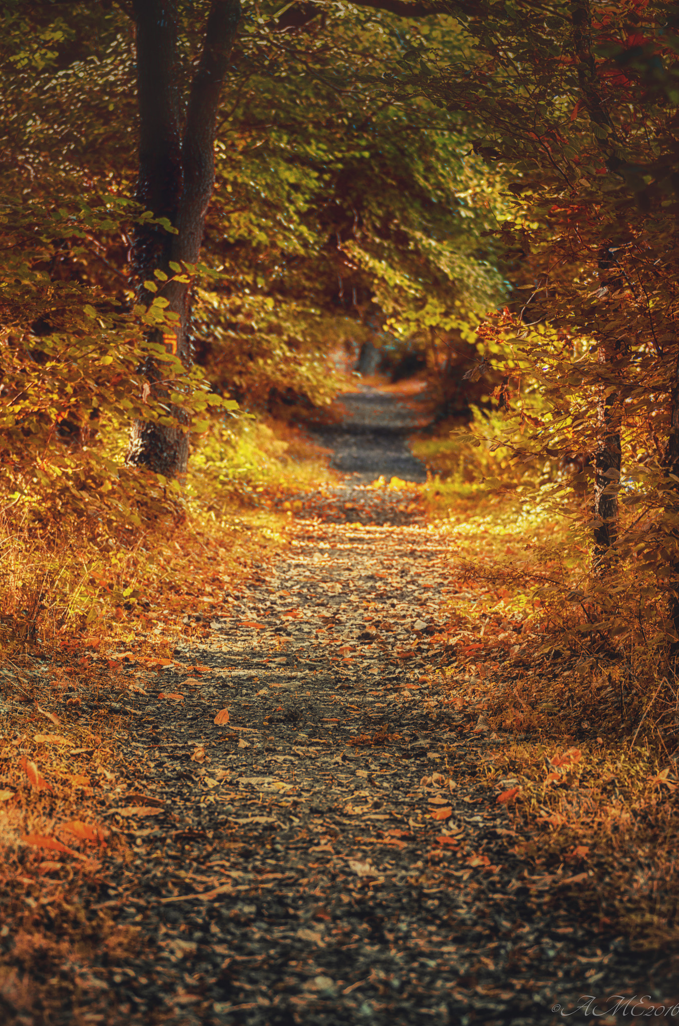 Pentax smc D-FA 100mm F2.8 Macro WR sample photo. Walking through the golden fall photography
