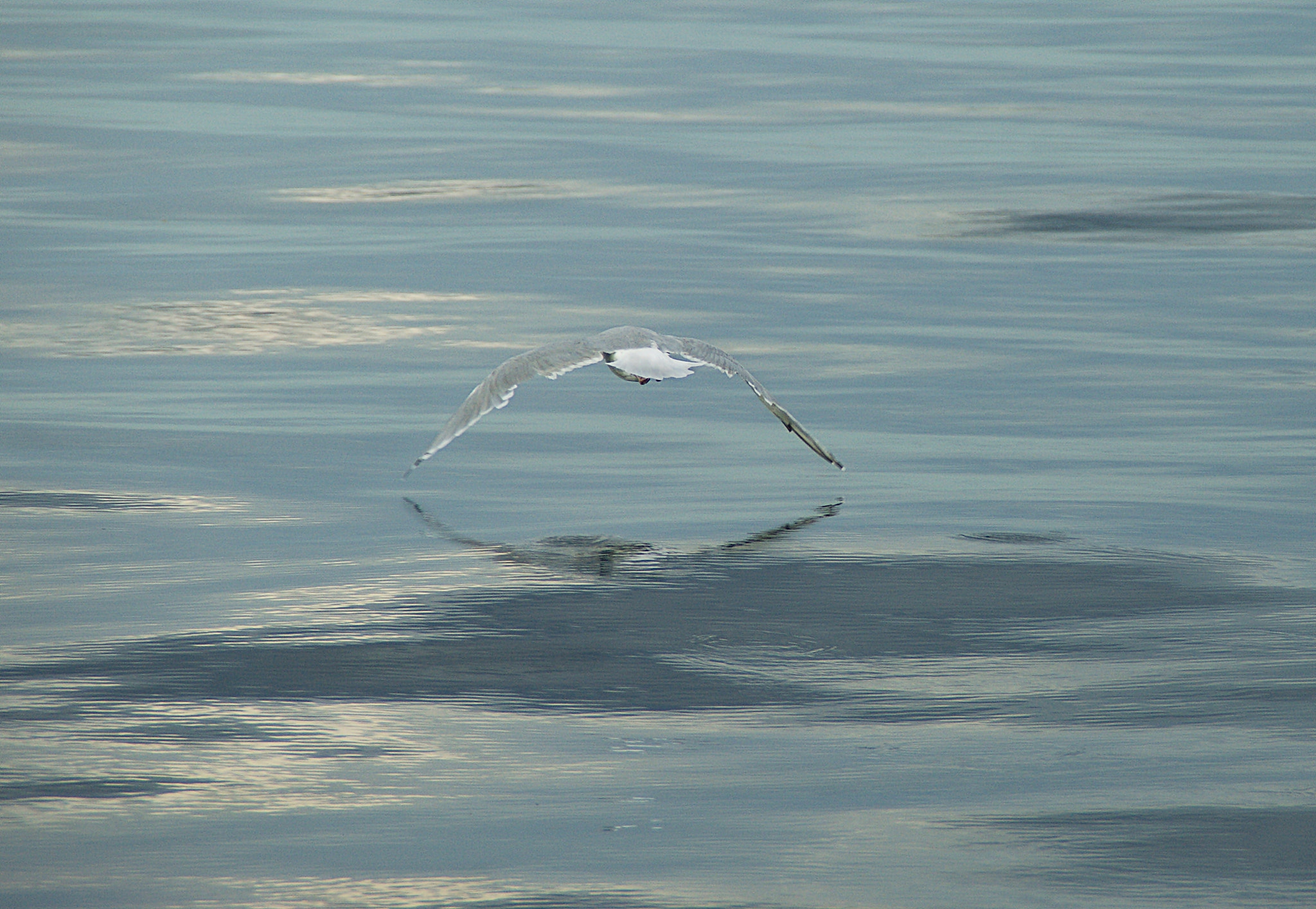 Sony Alpha DSLR-A290 sample photo. Gliding photography