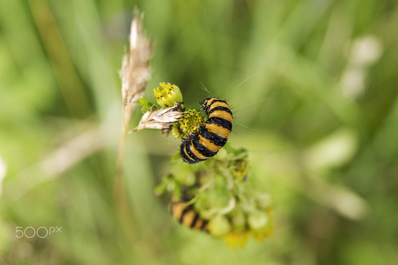 Sony Alpha DSLR-A500 + Sony DT 18-55mm F3.5-5.6 SAM sample photo. Yellow and black caterpillar close-up photography