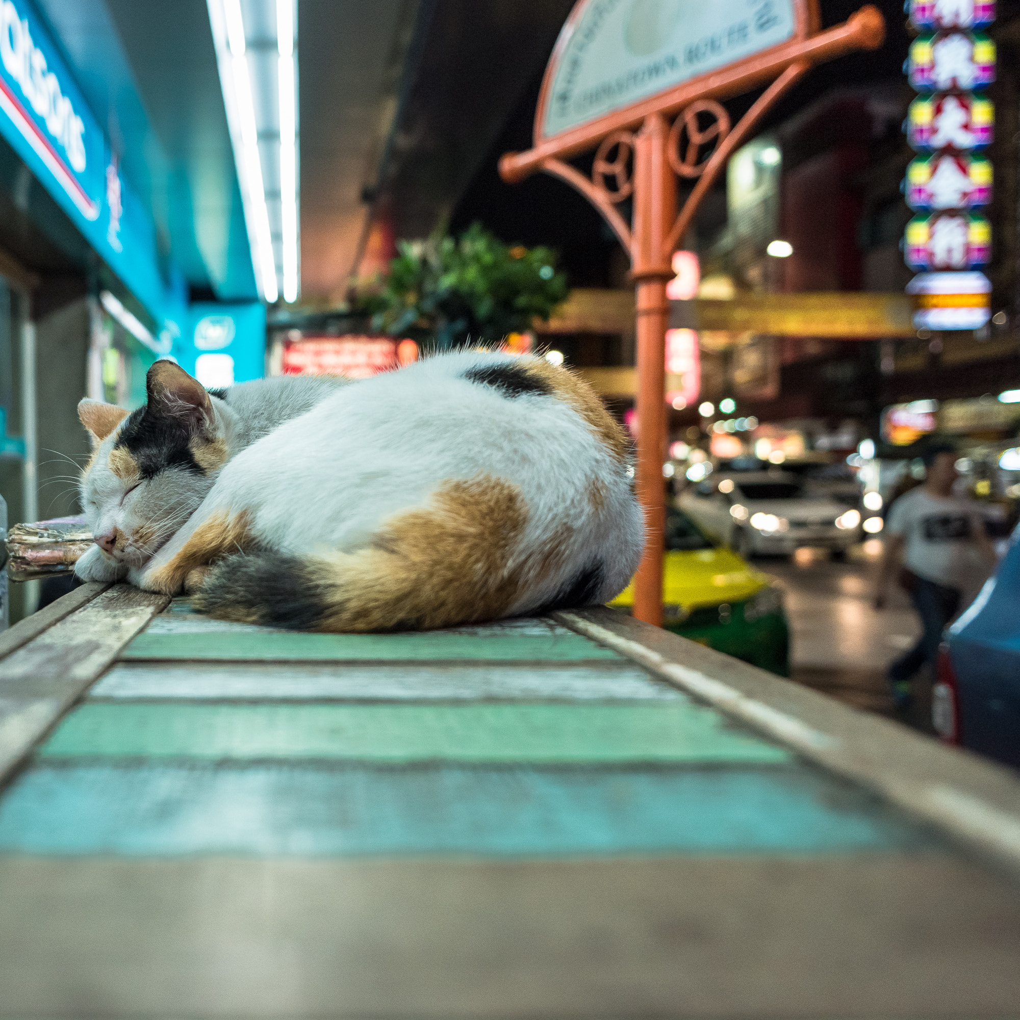 Nikon D810 + Nikon AF Nikkor 24mm F2.8D sample photo. Evening cat photography