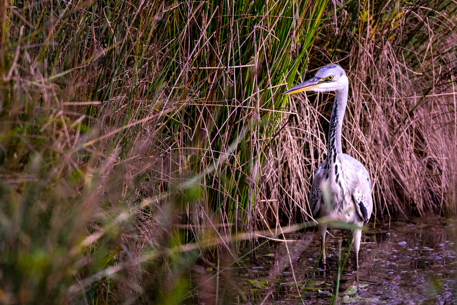 150-600mm F5-6.3 DG OS HSM | Contemporary 015 sample photo. Hidden photography