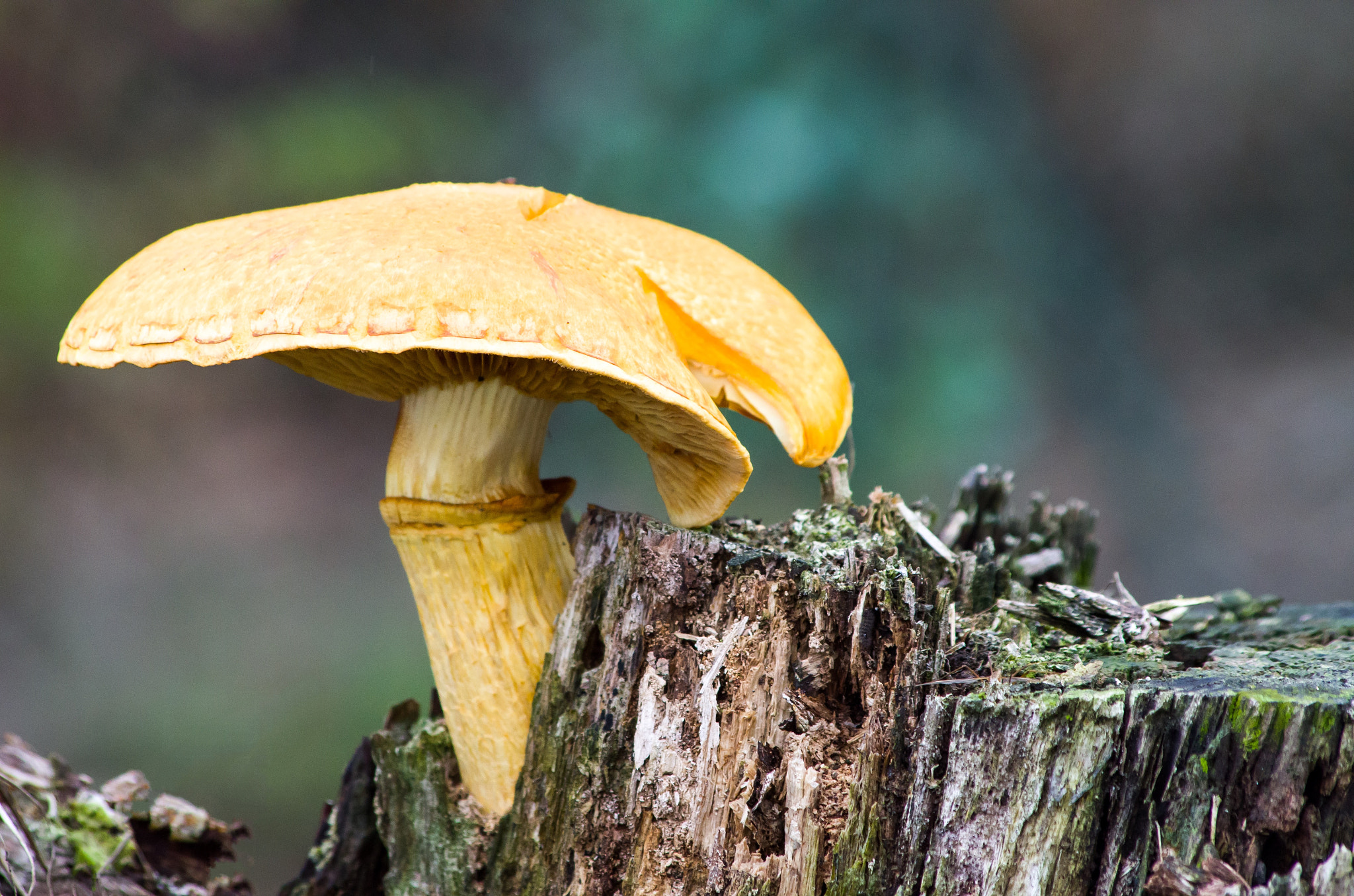 HD Pentax DA 55-300mm F4.0-5.8 ED WR sample photo. Mushroom photography