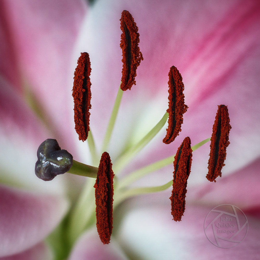 Canon EOS 7D + Tamron SP AF 90mm F2.8 Di Macro sample photo. Lillium photography