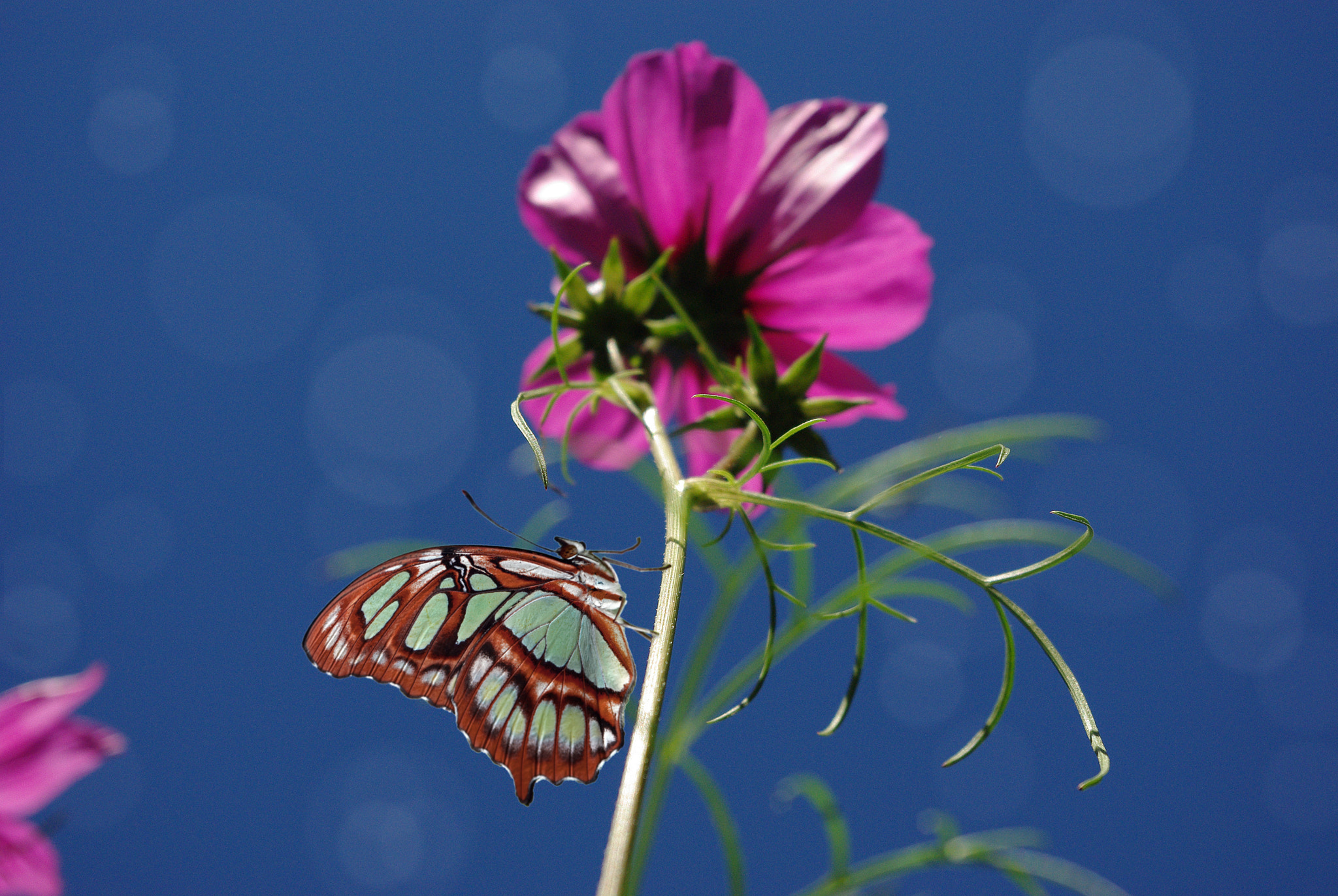 Pentax K-m (K2000) + smc PENTAX-DA L 18-55mm F3.5-5.6 sample photo. Schmetterling photography