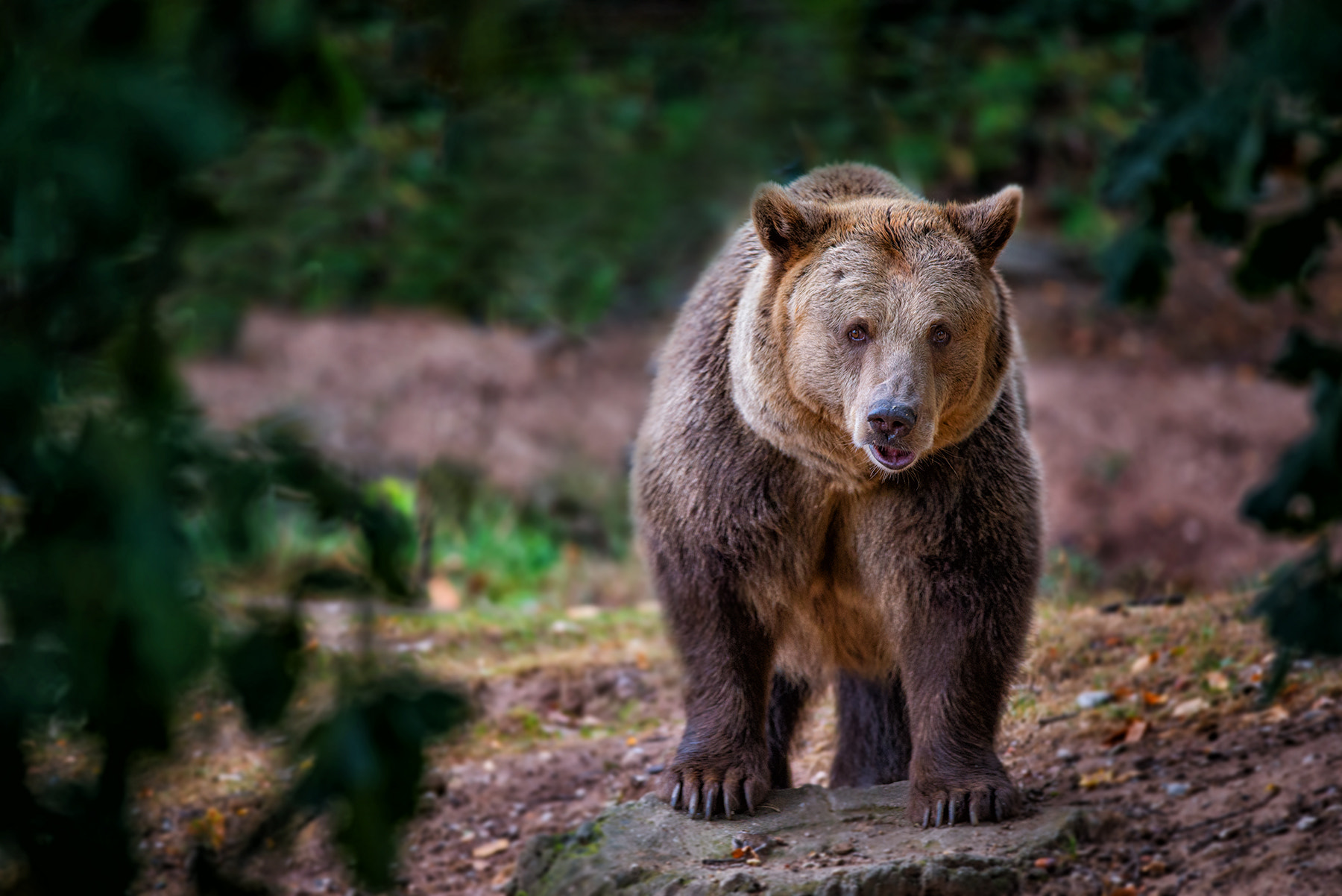 Nikon D610 + Nikon AF-S Nikkor 300mm F4D ED-IF sample photo. Attention sees me! photography