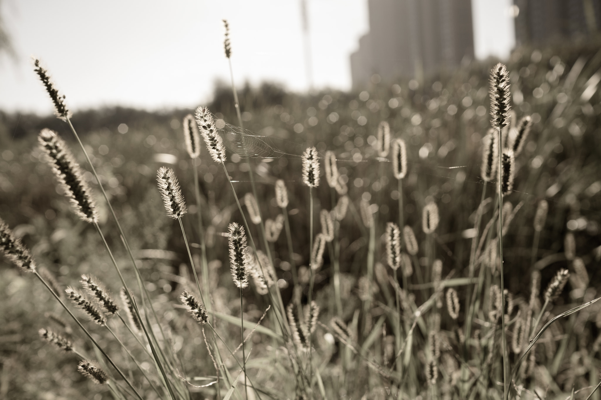 Sony a6300 + Sony Sonnar T* E 24mm F1.8 ZA sample photo