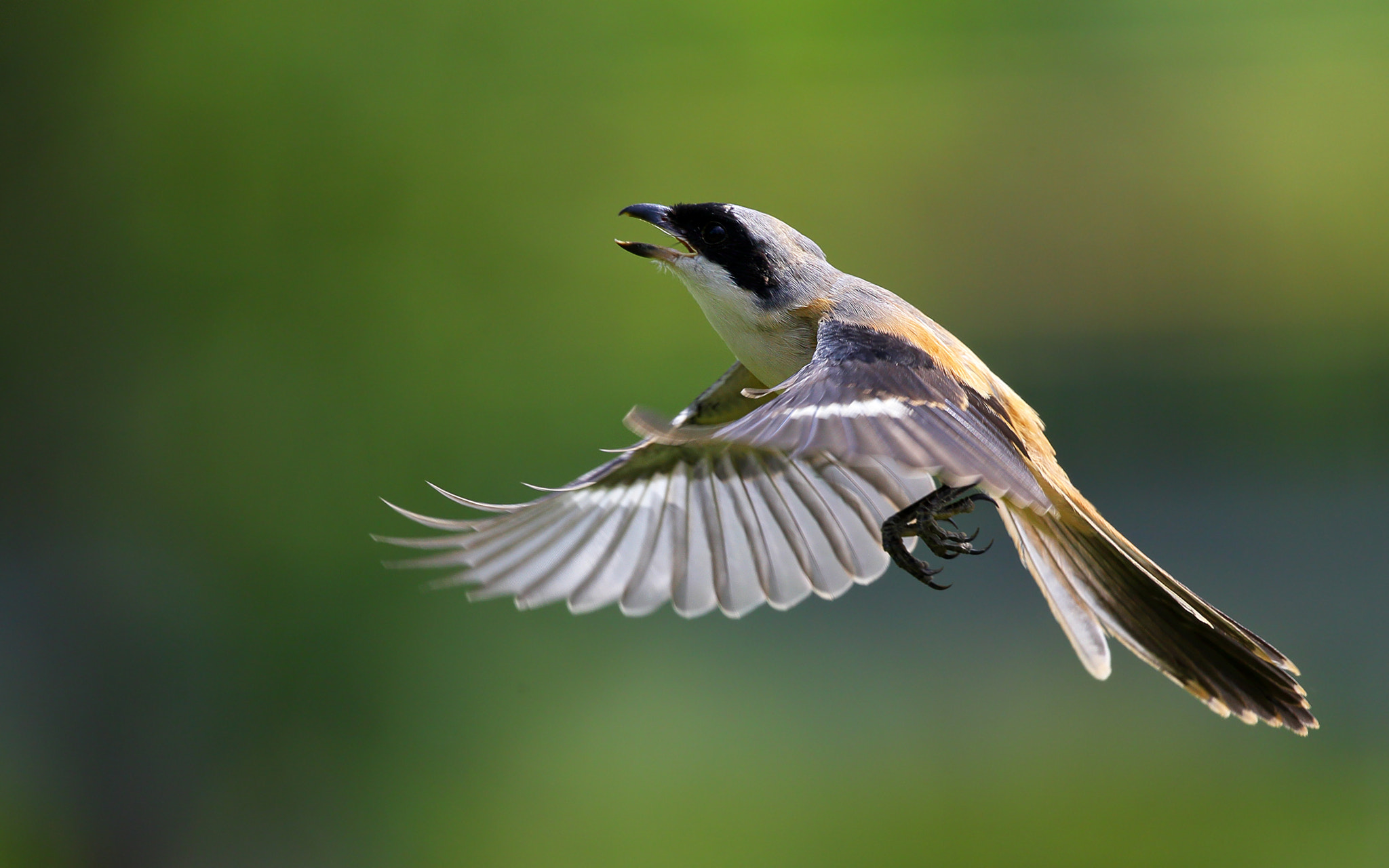 Canon EF 300mm F2.8L IS II USM sample photo. Fly photography
