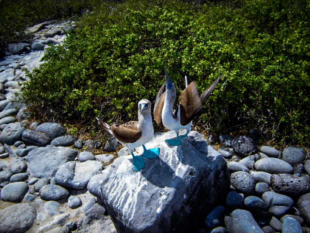 Sony DSC-P73 sample photo. Blue footed boobies photography