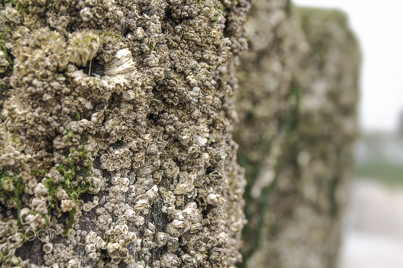 Sony Alpha DSLR-A500 + Sony DT 18-55mm F3.5-5.6 SAM sample photo. Rough jetty poles at the beach photography