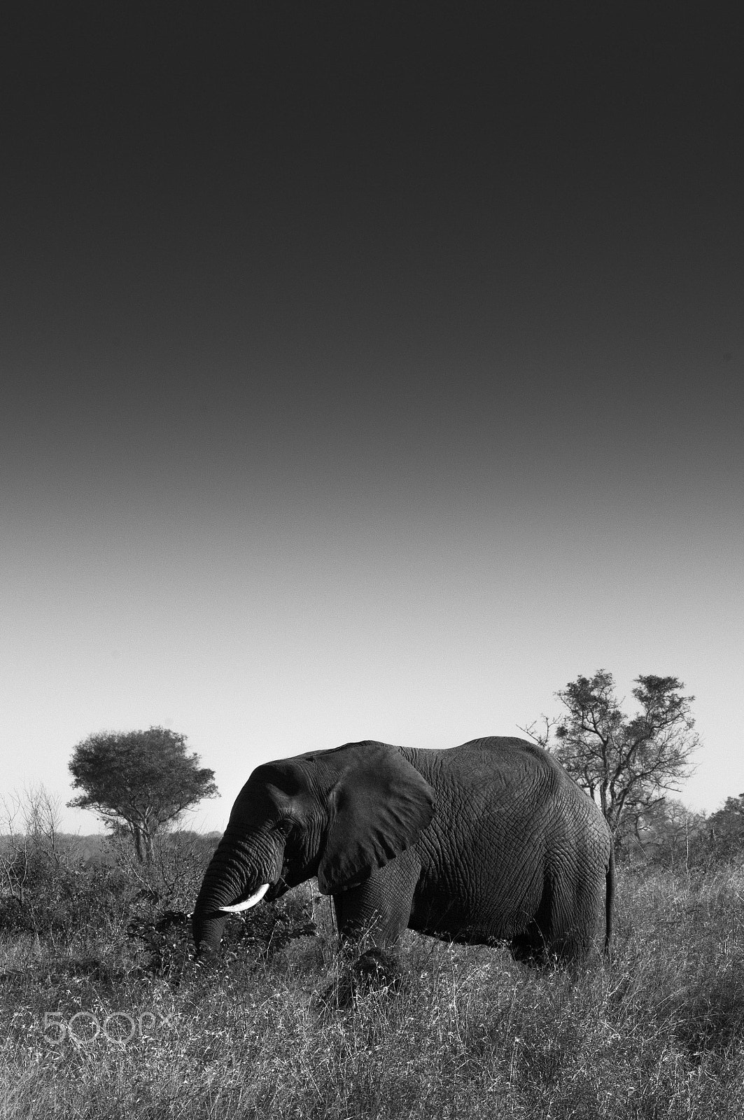 Nikon D300 sample photo. Afrique du sud - reserve sabi sabi - lodge sabi sand elephant. photography