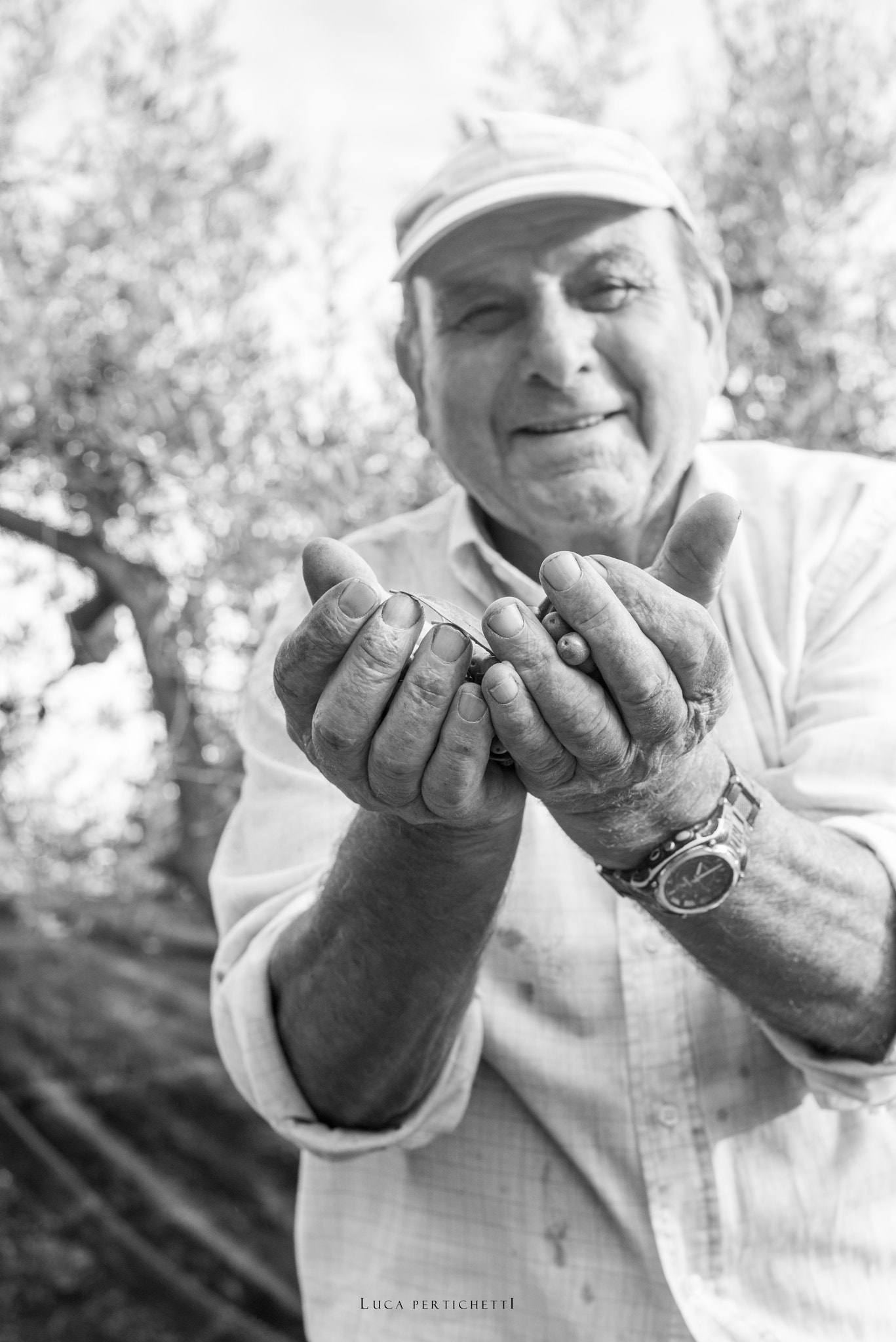 Nikon D800E + Nikon AF-S Nikkor 50mm F1.8G sample photo. Olive harvesting photography