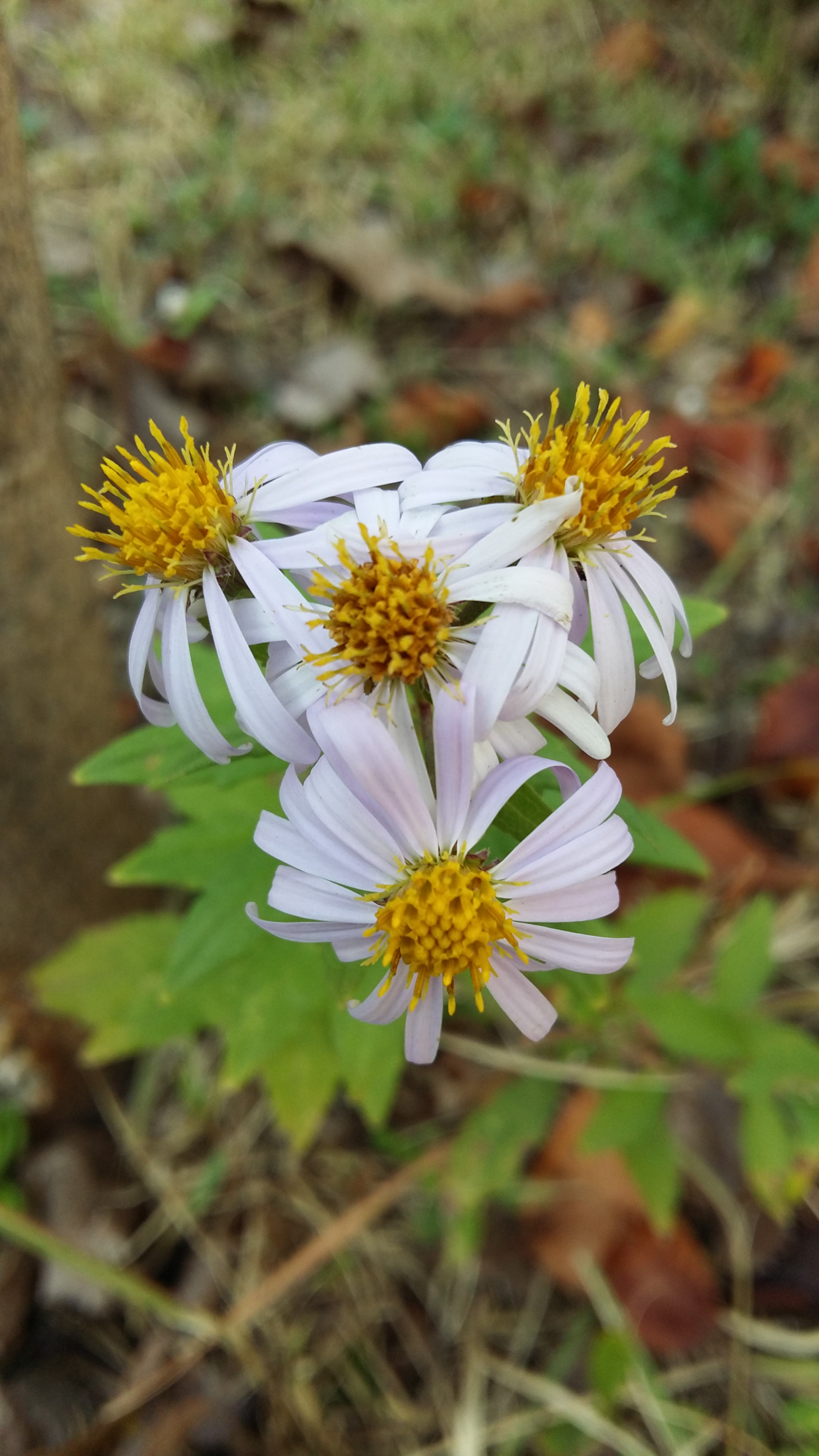 Samsung Galaxy Grand-Max sample photo