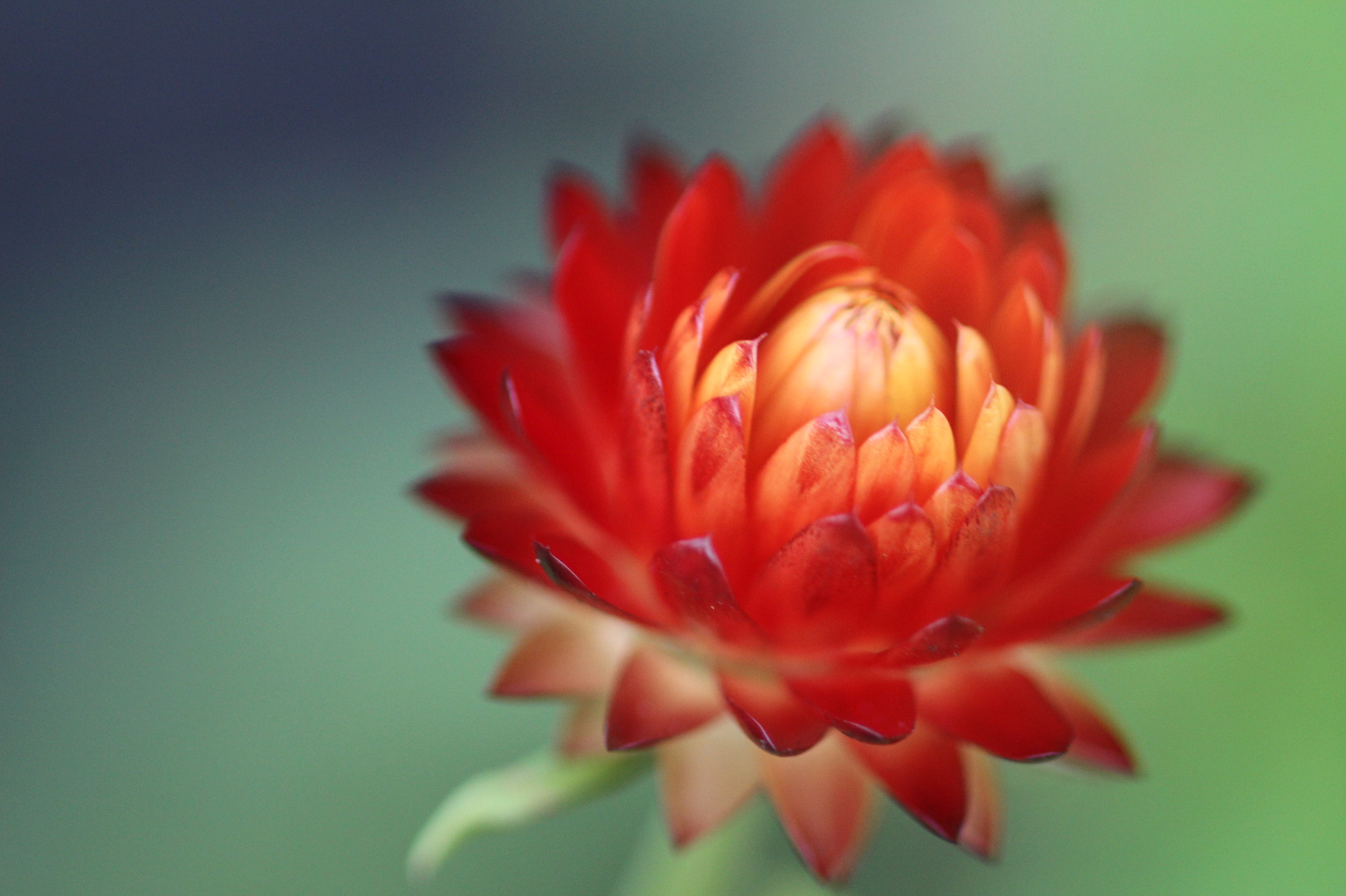 Canon EOS 700D (EOS Rebel T5i / EOS Kiss X7i) + Canon EF 100mm F2.8 Macro USM sample photo. Bold red flower photography