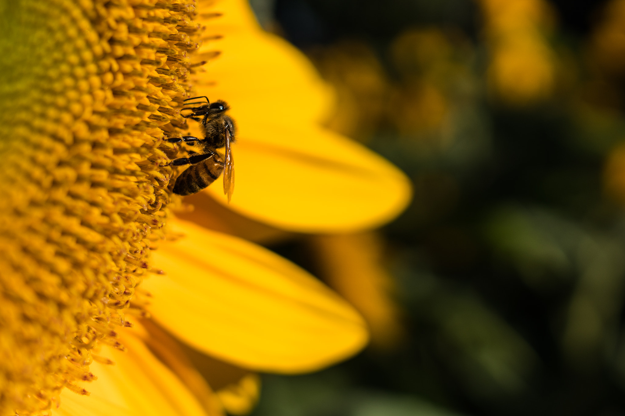 Sony a6300 + Sony Sonnar T* E 24mm F1.8 ZA sample photo