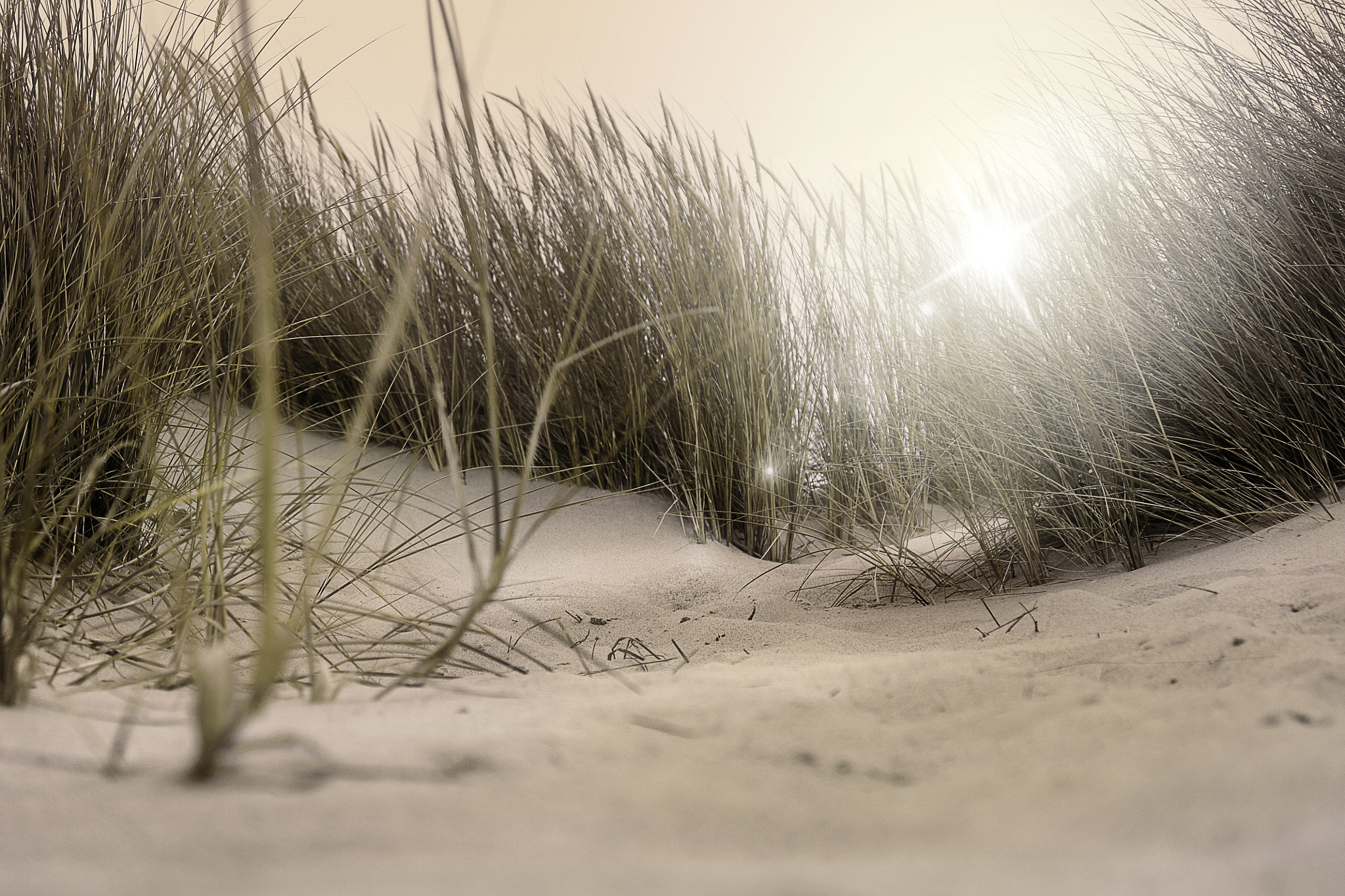 Sony Alpha DSLR-A500 sample photo. Dunes at sunrise photography