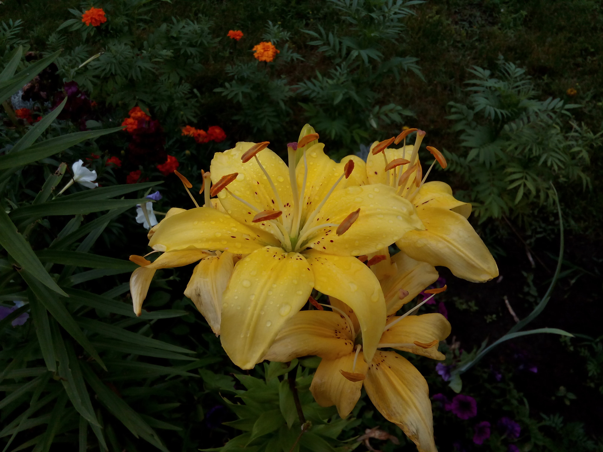Micromax Canvas Spark sample photo