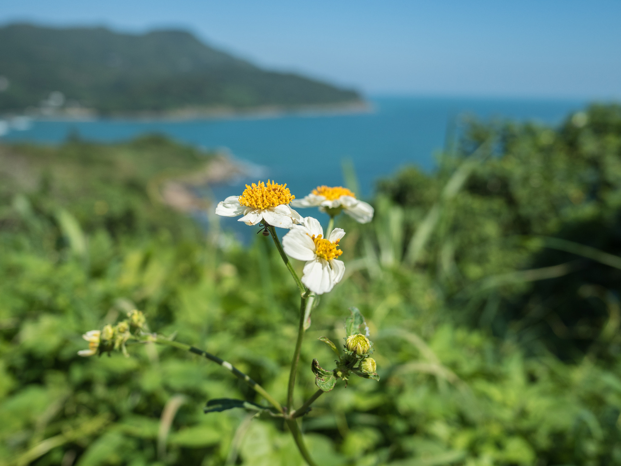 Olympus OM-D E-M5 II + LEICA DG SUMMILUX 15/F1.7 sample photo. Flower photography