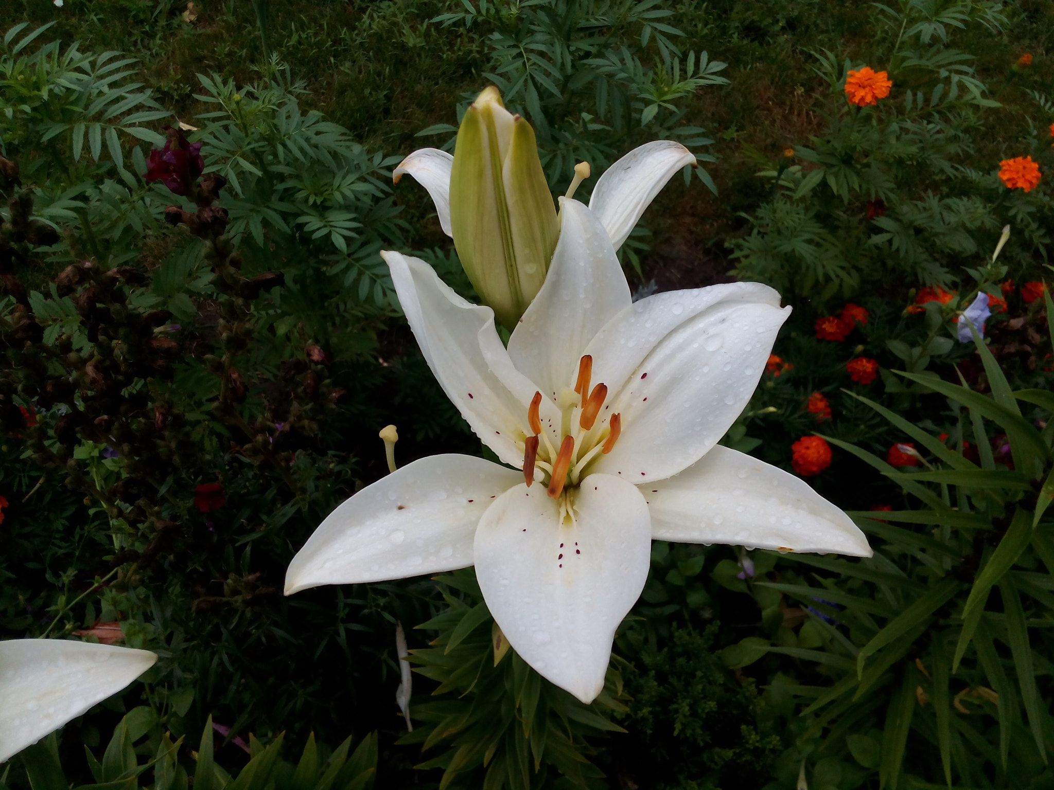 Micromax Canvas Spark sample photo