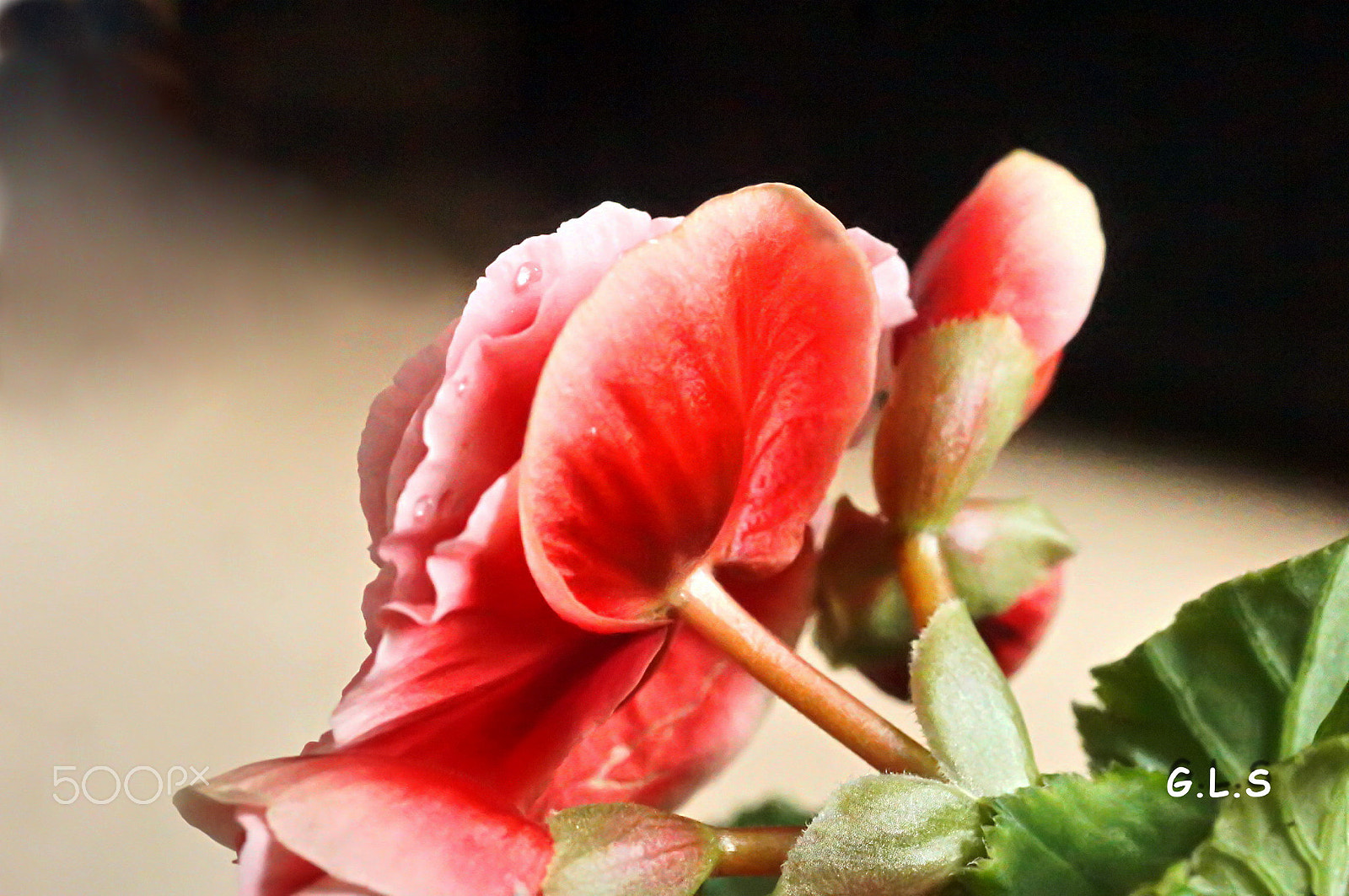 Sony Alpha DSLR-A550 + Minolta AF 50mm F3.5 Macro sample photo. Belle au balcon photography