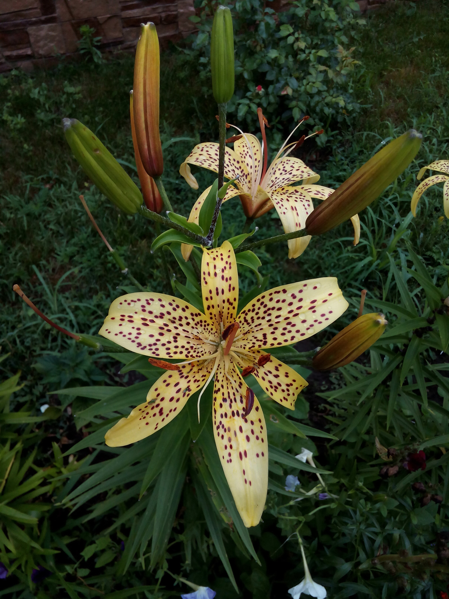 Micromax Canvas Spark sample photo