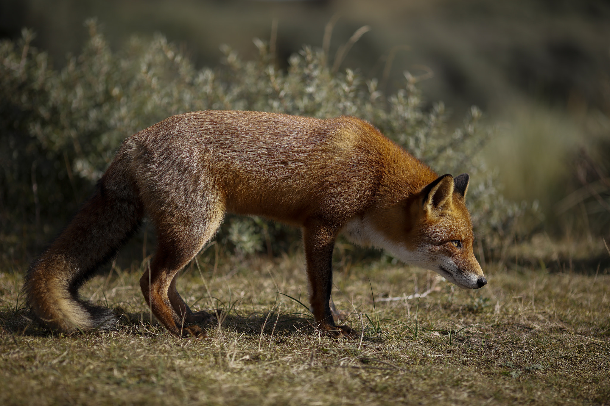 Canon EOS 5DS R + Canon EF 135mm F2L USM sample photo. Red fox photography