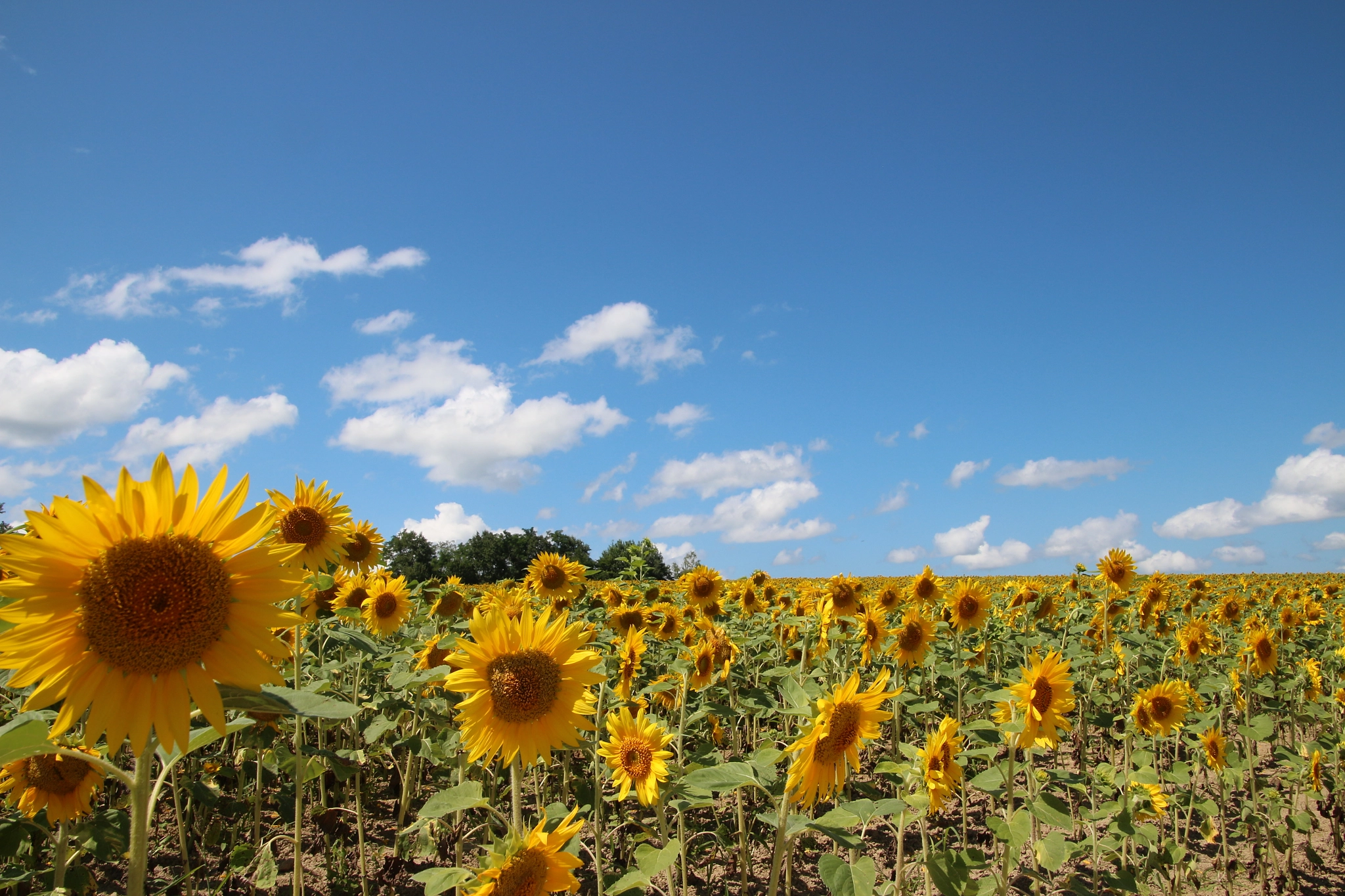 Canon EOS 650D (EOS Rebel T4i / EOS Kiss X6i) sample photo. Sunflower in hokkaido photography