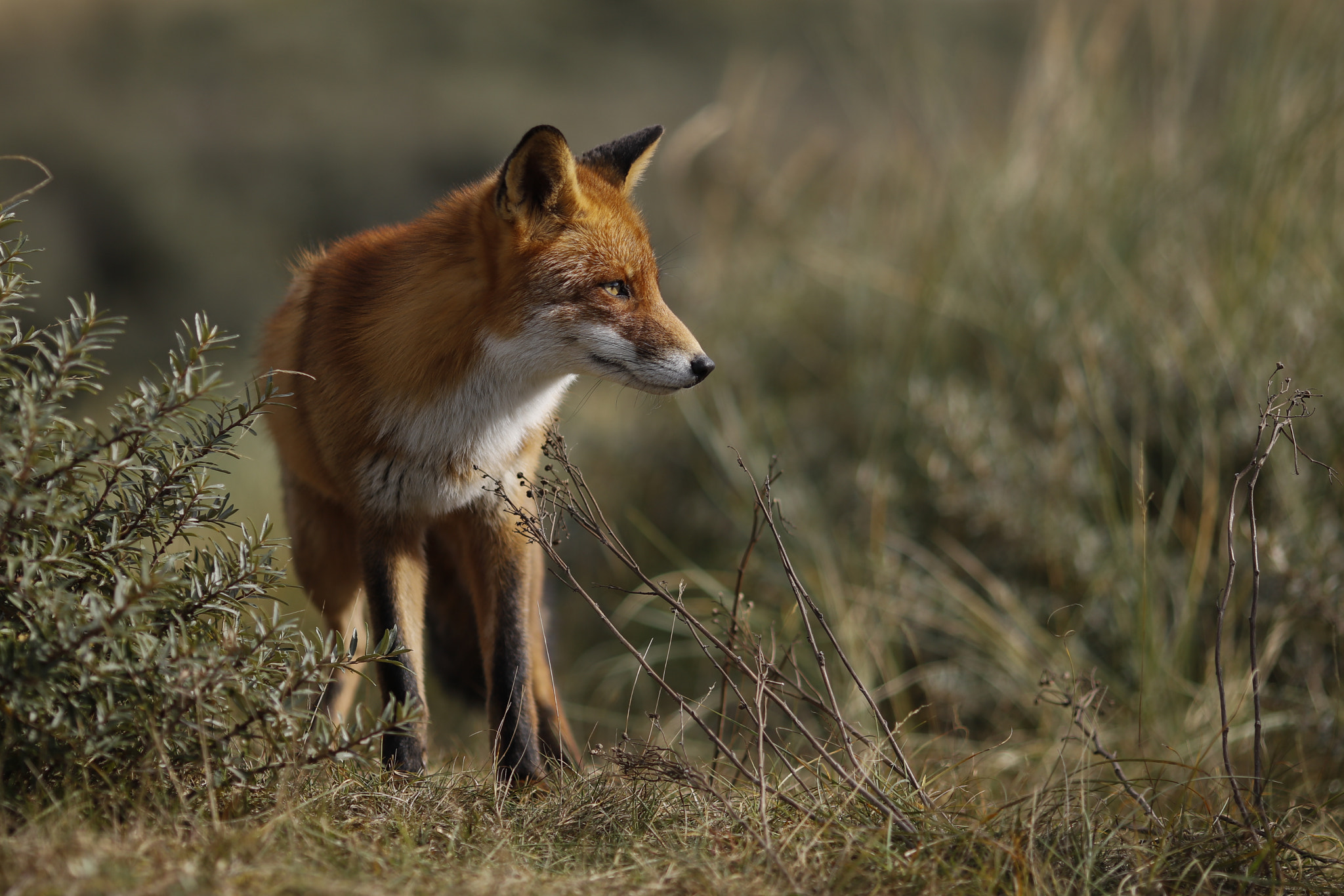 Canon EOS 5DS R + Canon EF 135mm F2L USM sample photo. Red fox photography