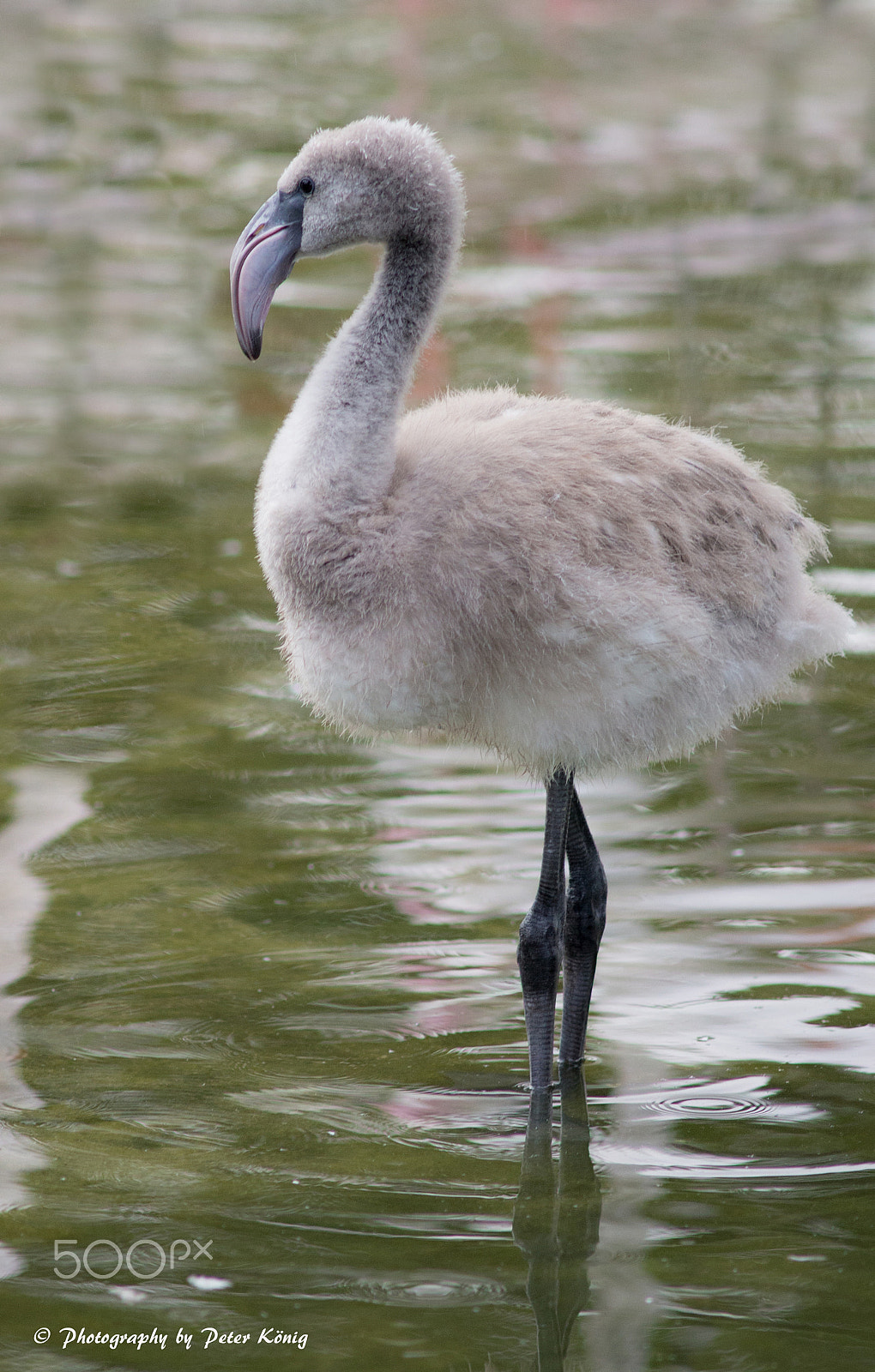 AF Nikkor 300mm f/4 IF-ED sample photo. Young flamingo photography
