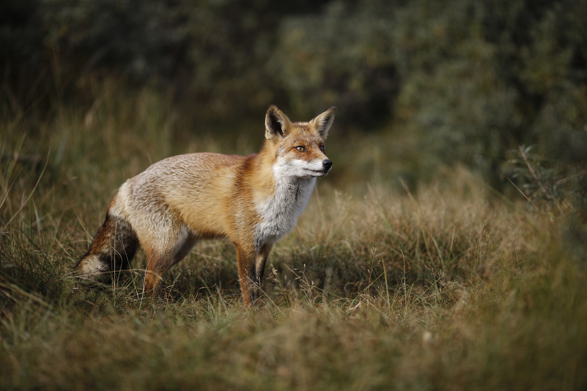 Canon EOS 5DS R + Canon EF 135mm F2L USM sample photo. Red fox photography